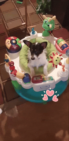 Dog Rocco GIF