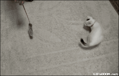 giphy.gif