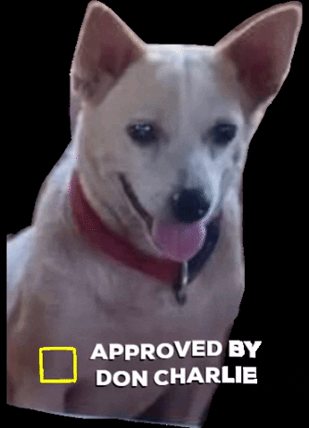 PawssionProject happy dog check rescue GIF