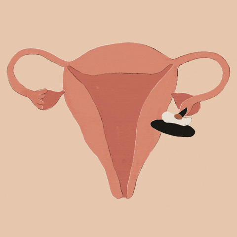 appendages of the uterus meaning, definitions, synonyms