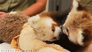 red panda kiss GIF