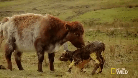 Cow Calf GIF by Nat Geo Wild - Find & Share on GIPHY
