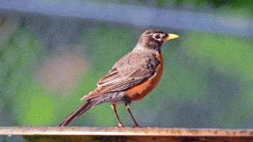American Robin Bird GIF by U.S. Fish and Wildlife Service