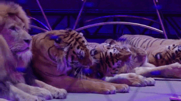 ringling bros circus GIF by Ringling Bros. and Barnum & Bailey