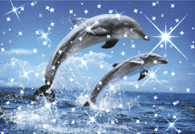 dolphins