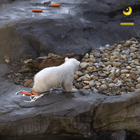 Adorable Polar Bear Cub Prepares to Meet Public at Vienna Zoo