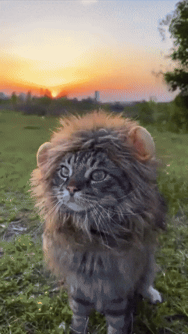 Cat Sunset GIF