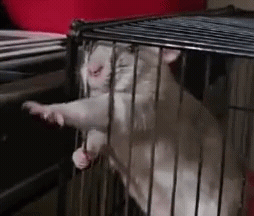 Waving GIF