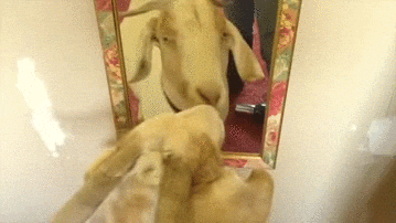 Goat Kiss GIF - Find & Share on GIPHY