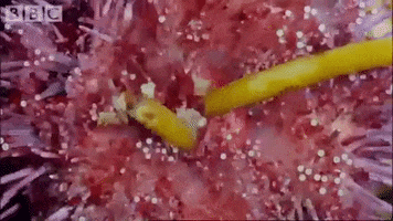 Kelp GIF