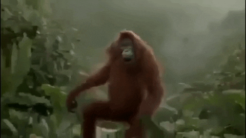 Gif s tancujícím šimpanzem v džungli.
