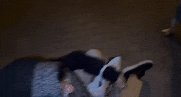 Lineli GIF