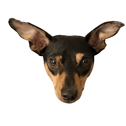 Dog Wink Sticker by Part IV