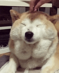 Happy-dog GIFs - Get the best GIF on GIPHY