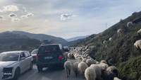 Spot the Dog One Out - Pooch Fades Into the Crowd as Sheep Stop Traffic
