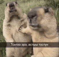Сахалыы GIF