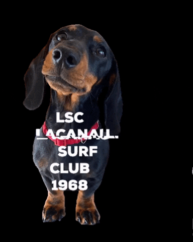 LacanauSurfClub surf lsc lacanau lacanausurfclub GIF