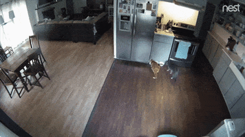 Nest Cam Ghost GIF by Nest