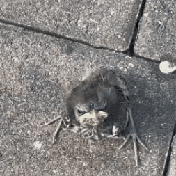 Angry Bird Seriously GIF by All U Need Pest Control