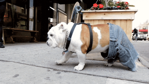 dog bulldog GIF