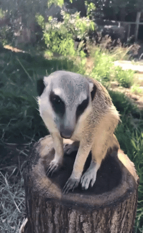 Zoo Meerkat GIF by Storyful