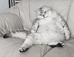Giphy - Cat Mood GIF