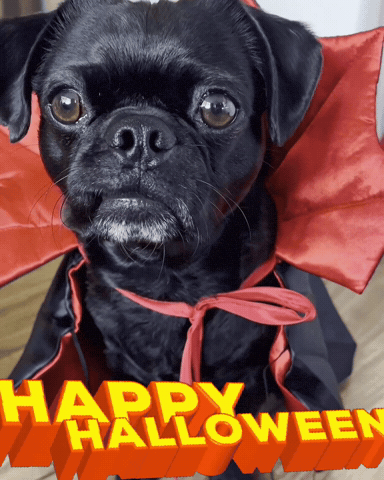Happy Dog GIF