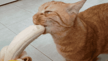 Banana Cat GIFs - Find & Share on GIPHY