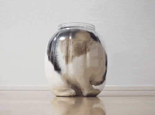 Cat Spinning GIF - Find & Share on GIPHY