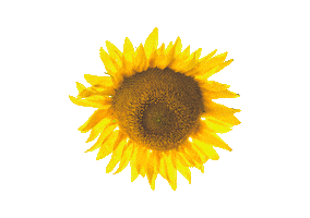Sunflower Sticker
