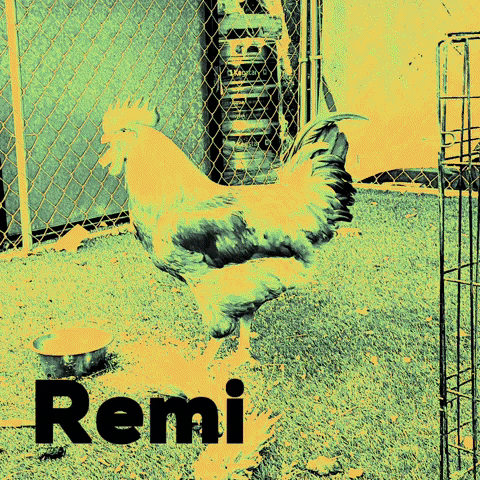 Rebru Spirits GIF