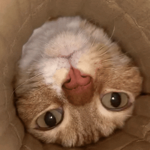 Cat GIF