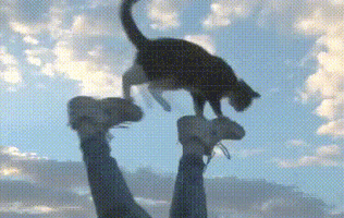 House Cat GIF
