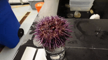 sea urchin ocean GIF by University of Vermont