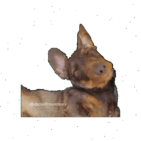 Wiener Dog Sticker by dackelfreunde