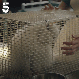 Acgas GIF by Channel5UK