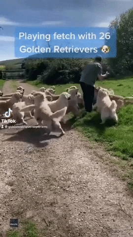 Dogs Funny Animals GIF by Storyful