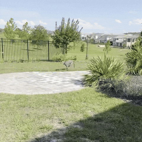 Dog Running GIF