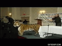 tiger attack gif