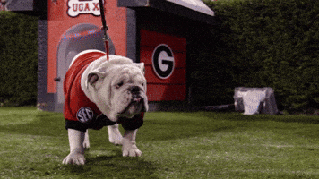 college football uga GIF by University of Georgia