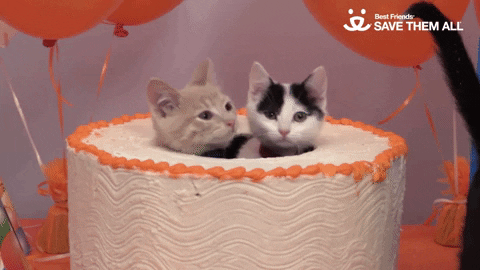 Featured image of post Cat Birthday Cake Gif Great new birthday gif images