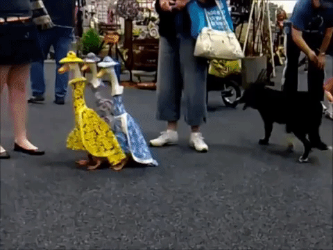 cute aww GIF