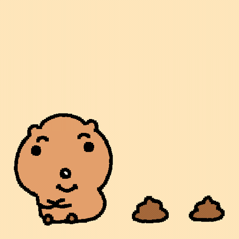 Quokka GIF