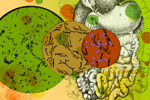 bacteria gut GIF by Massive Science