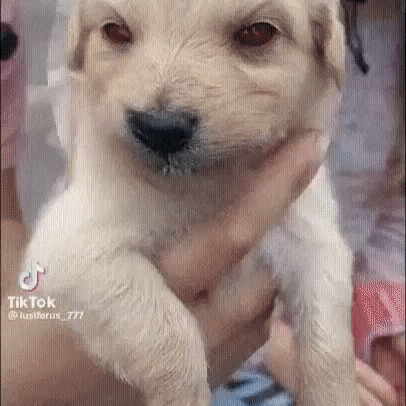 Dog Twitter GIF