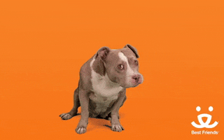Hungry Best Friends GIF by Best Friends Animal Society