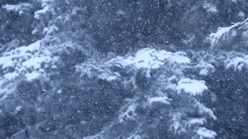 dzsigi nature snow winter cold GIF
