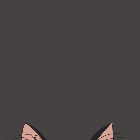 kittydoodling cat what hello wtf GIF