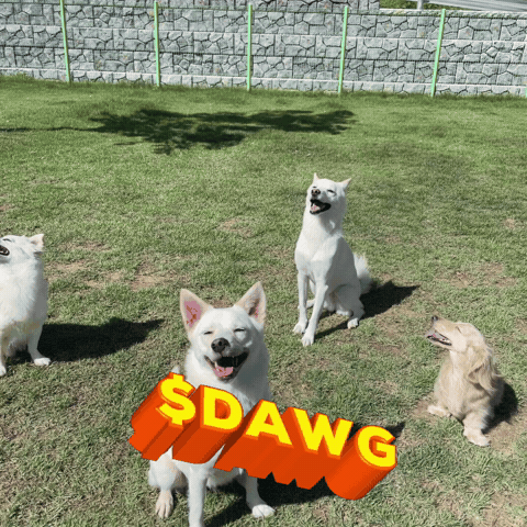 Dawg GIF