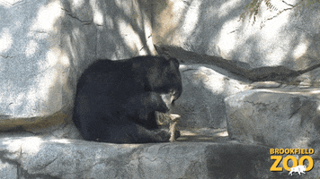 Sloth Bear Cute Animals GIF by Brookfield Zoo